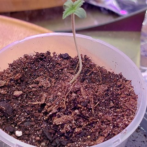 Cali (von privat,Strain unbekannt)-[first grow] growlog photo: Leider spargeln die beiden etwas(zu lange keimen ohne Licht?)