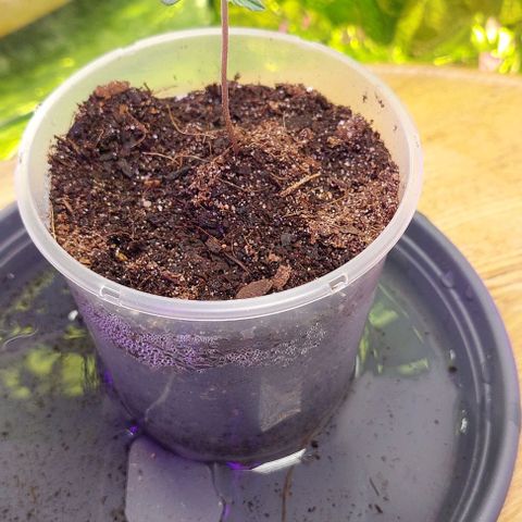 Cali (von privat,Strain unbekannt)-[first grow] growlog timeline photo