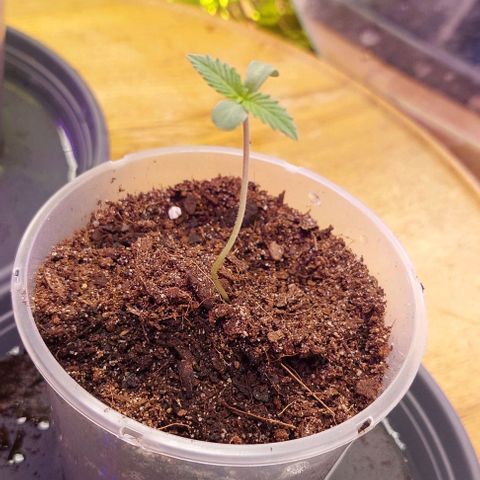 Cali (von privat,Strain unbekannt)-[first grow] growlog timeline photo