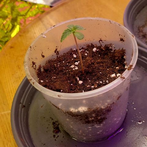 Cali (von privat,Strain unbekannt)-[first grow] growlog photo: 1von 2 befallen mit wurzelfäule 