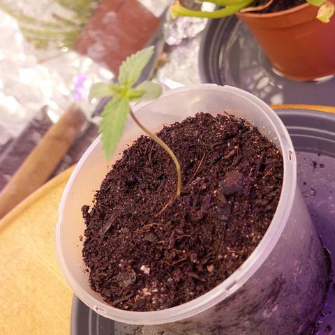 Cali (von privat,Strain unbekannt)-[first grow] growlog photo: Wirkt gesund