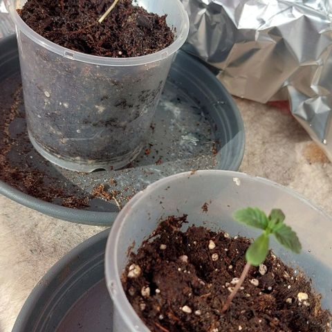 Cali (von privat,Strain unbekannt)-[first grow] growlog photo: Ein bisschen echte Sonne für die uvb b Einstrahlung
