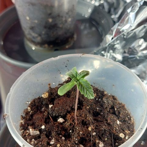 Cali (von privat,Strain unbekannt)-[first grow] growlog photo: Lässt sich etwas hängen hoffe das wird wieder