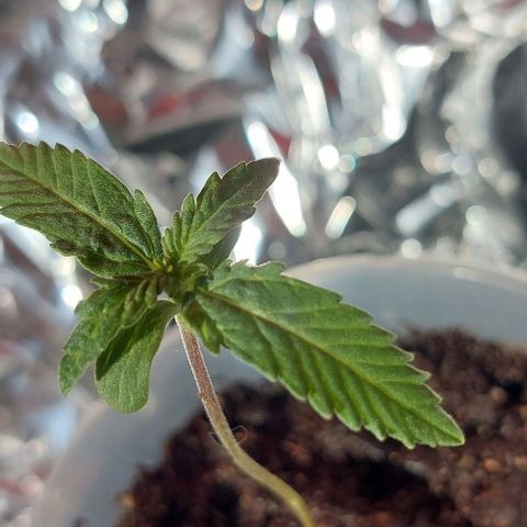Cali (von privat,Strain unbekannt)-[first grow] growlog photo: Entwicklung gut aber heute auch bräunlich Wasser abgegeben kein Geruch zu früh gedüngt?