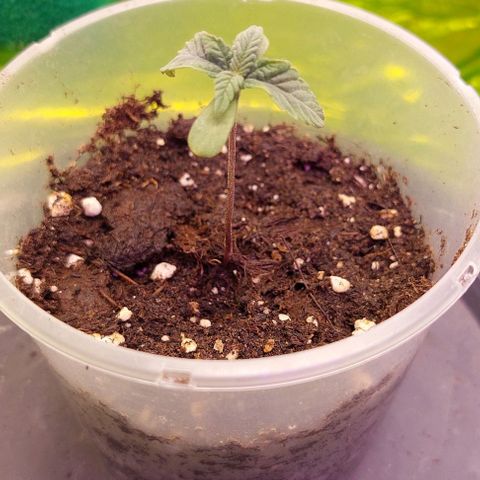 Cali (von privat,Strain unbekannt)-[first grow] growlog timeline photo