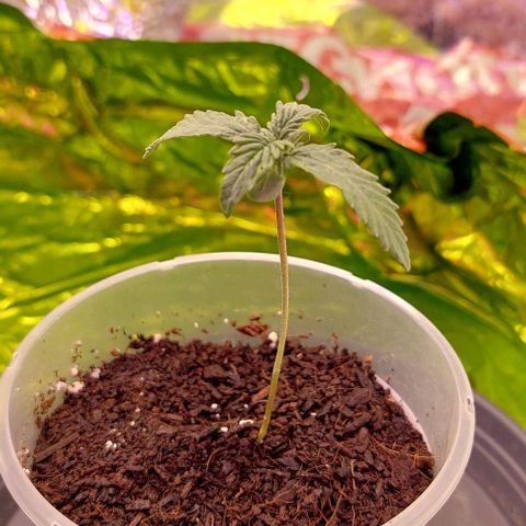 Cali (von privat,Strain unbekannt)-[first grow] growlog timeline photo