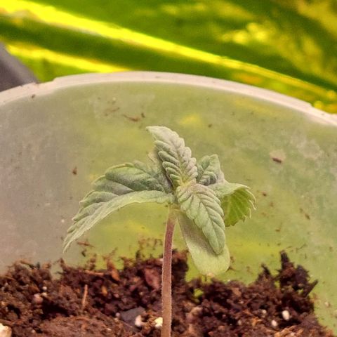 Cali (von privat,Strain unbekannt)-[first grow] growlog timeline photo