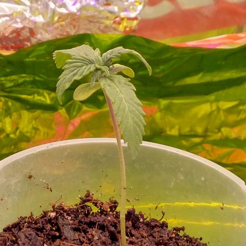 Cali (von privat,Strain unbekannt)-[first grow] growlog timeline photo