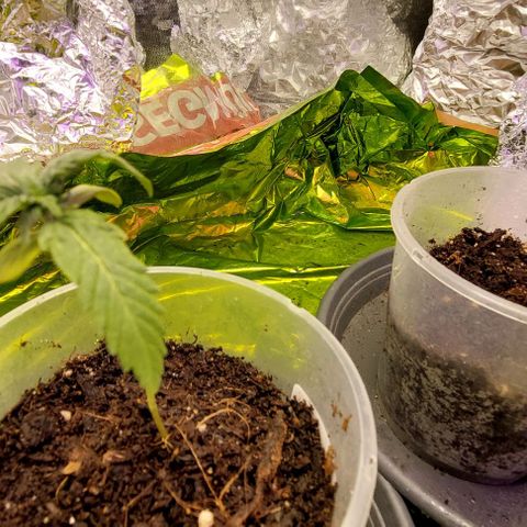 Cali (von privat,Strain unbekannt)-[first grow] growlog timeline photo