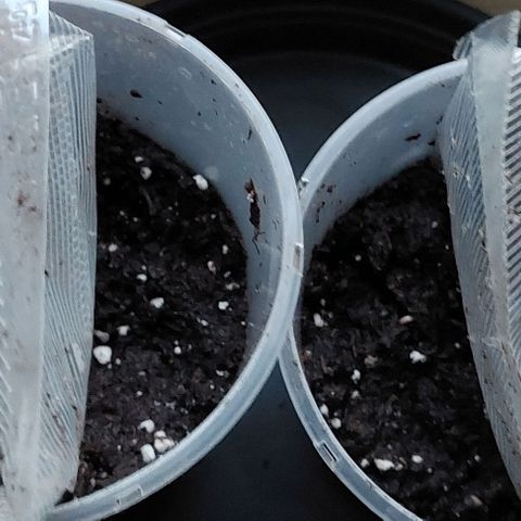 Cali (von privat,Strain unbekannt)-[first grow] growlog timeline photo