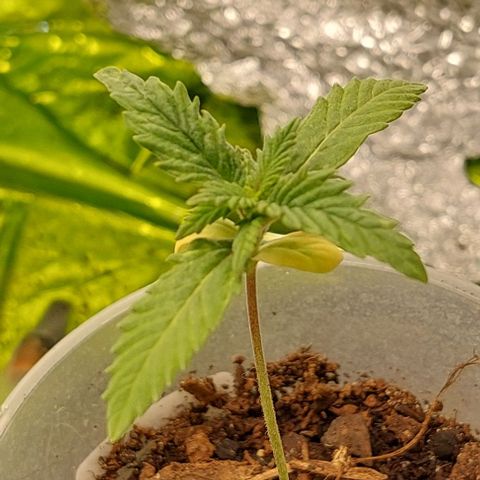 Cali (von privat,Strain unbekannt)-[first grow] growlog timeline photo