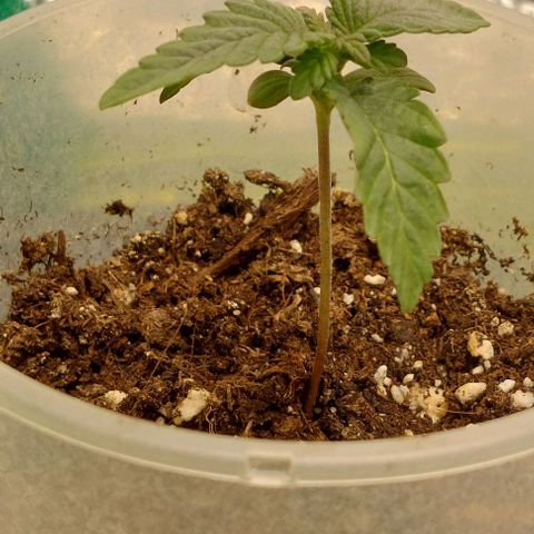 Cali (von privat,Strain unbekannt)-[first grow] growlog timeline photo