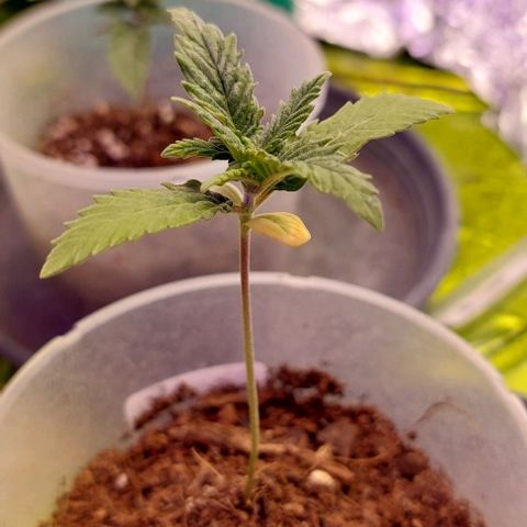 Cali (von privat,Strain unbekannt)-[first grow] growlog timeline photo