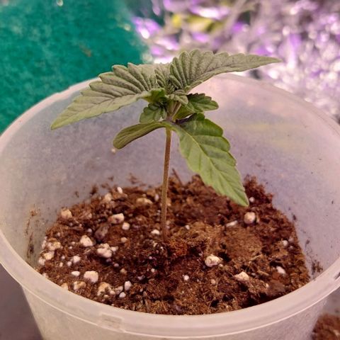 Cali (von privat,Strain unbekannt)-[first grow] growlog timeline photo