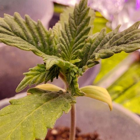 Cali (von privat,Strain unbekannt)-[first grow] growlog timeline photo