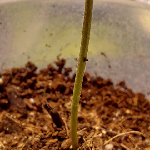 Cali (von privat,Strain unbekannt)-[first grow] growlog timeline photo