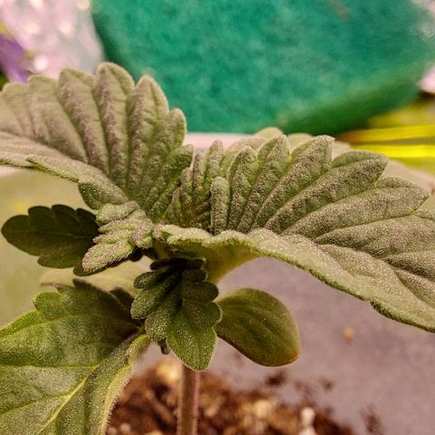 Cali (von privat,Strain unbekannt)-[first grow] growlog timeline photo