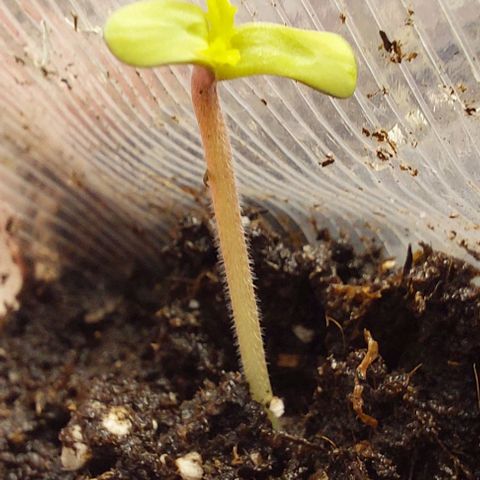 Cali (von privat,Strain unbekannt)-[first grow] growlog timeline photo