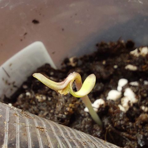 Cali (von privat,Strain unbekannt)-[first grow] growlog timeline photo