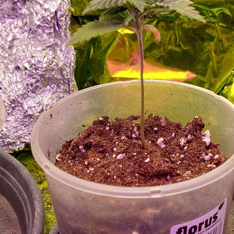 Cali (von privat,Strain unbekannt)-[first grow] growlog photo: A1