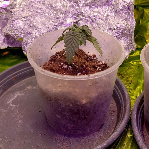 Cali (von privat,Strain unbekannt)-[first grow] growlog photo: A2