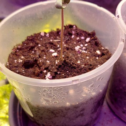Cali (von privat,Strain unbekannt)-[first grow] growlog photo: B1