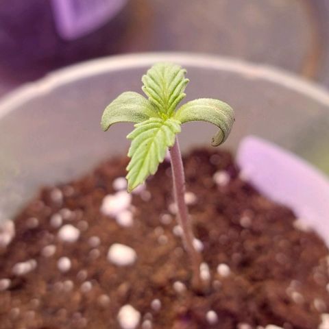 Cali (von privat,Strain unbekannt)-[first grow] growlog photo: B2