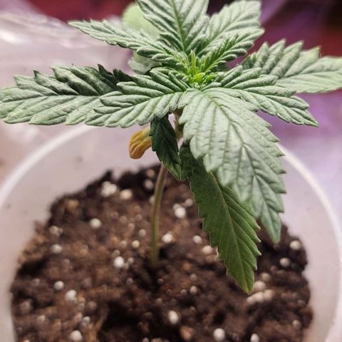 Cali (von privat,Strain unbekannt)-[first grow] growlog photo: A1