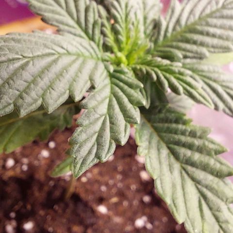 Cali (von privat,Strain unbekannt)-[first grow] growlog photo: A1