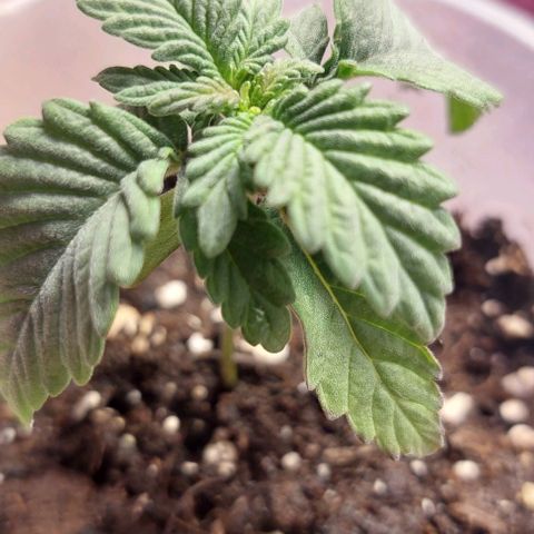 Cali (von privat,Strain unbekannt)-[first grow] growlog photo: A2