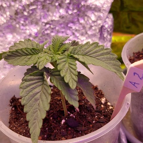 Cali (von privat,Strain unbekannt)-[first grow] growlog photo: B2 färbt sich leicht lila
A1&2 starken Wachstums schub seit 2 Tagen 
B1 sieht gut aus