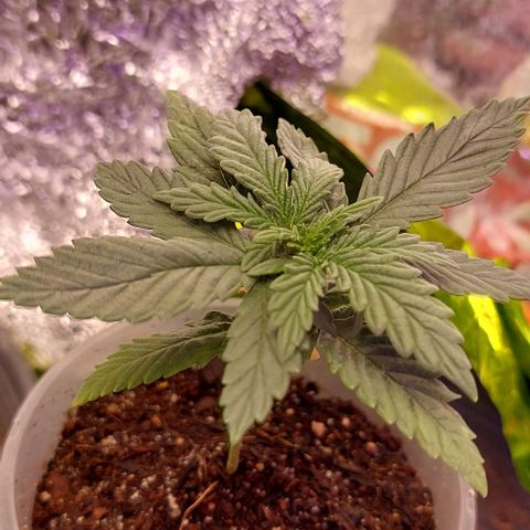 Cali (von privat,Strain unbekannt)-[first grow] growlog photo: B2 färbt sich leicht lila
A1&2 starken Wachstums schub seit 2 Tagen 
B1 sieht gut aus