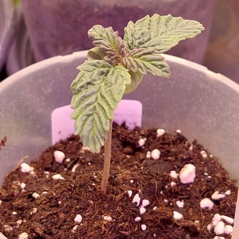 Cali (von privat,Strain unbekannt)-[first grow] growlog photo: B2 färbt sich leicht lila
A1&2 starken Wachstums schub seit 2 Tagen 
B1 sieht gut aus