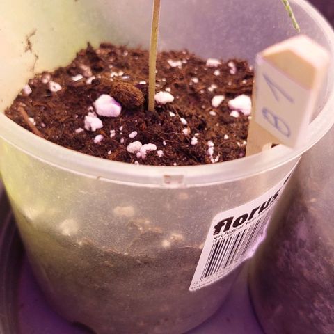 Cali (von privat,Strain unbekannt)-[first grow] growlog photo: B2 färbt sich leicht lila
A1&2 starken Wachstums schub seit 2 Tagen 
B1 sieht gut aus