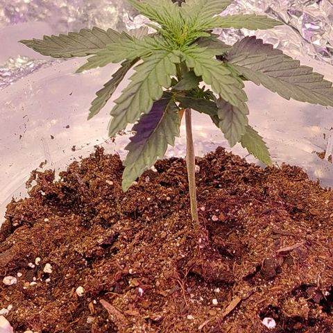 Cali (von privat,Strain unbekannt)-[first grow] growlog photo: A1