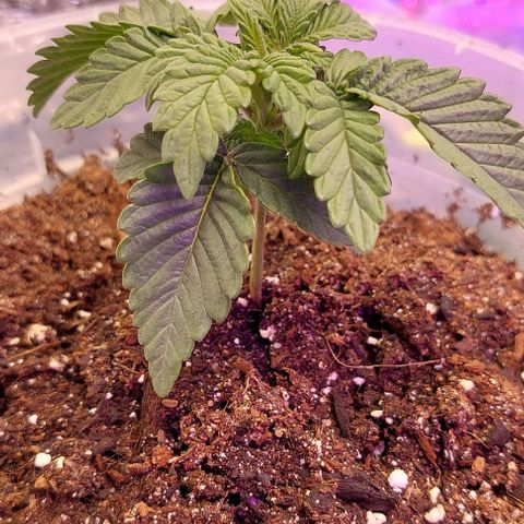Cali (von privat,Strain unbekannt)-[first grow] growlog photo: A2