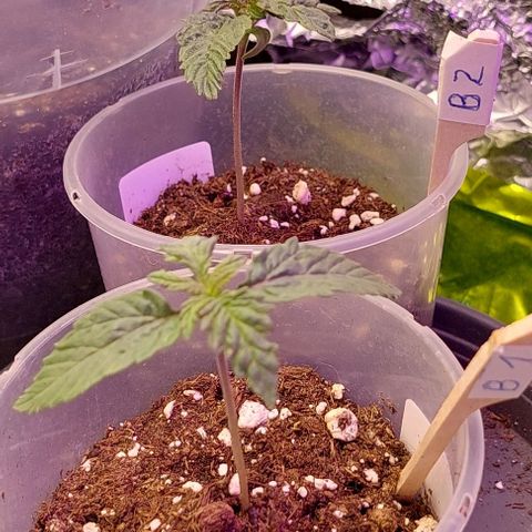 Cali (von privat,Strain unbekannt)-[first grow] growlog photo: B1 und 2