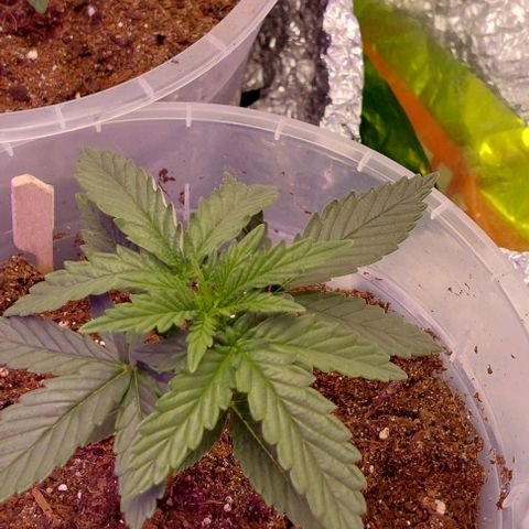 Cali (von privat,Strain unbekannt)-[first grow] growlog photo: A1