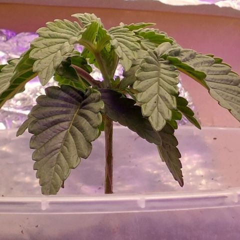 Cali (von privat,Strain unbekannt)-[first grow] growlog photo: A2