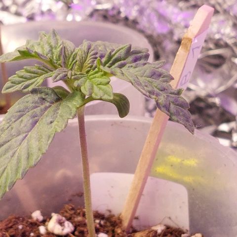 Cali (von privat,Strain unbekannt)-[first grow] growlog photo: B1