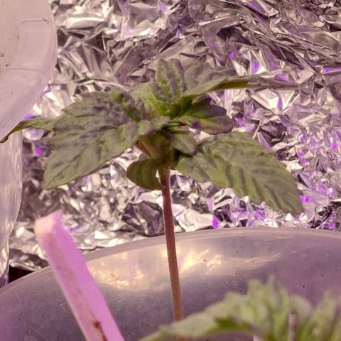 Cali (von privat,Strain unbekannt)-[first grow] growlog photo: B2