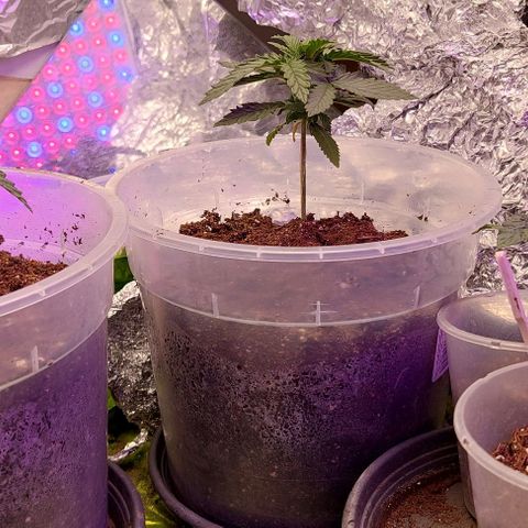 Cali (von privat,Strain unbekannt)-[first grow] growlog photo: Die letzten Tage vor dem Umbau 