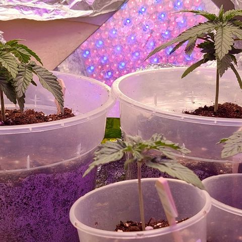 Cali (von privat,Strain unbekannt)-[first grow] growlog timeline photo
