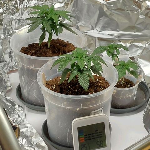 Cali (von privat,Strain unbekannt)-[first grow] growlog timeline photo
