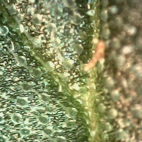 Cali (von privat,Strain unbekannt)-[first grow] growlog timeline photo
