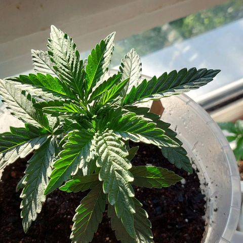 Cali (von privat,Strain unbekannt)-[first grow] growlog timeline photo