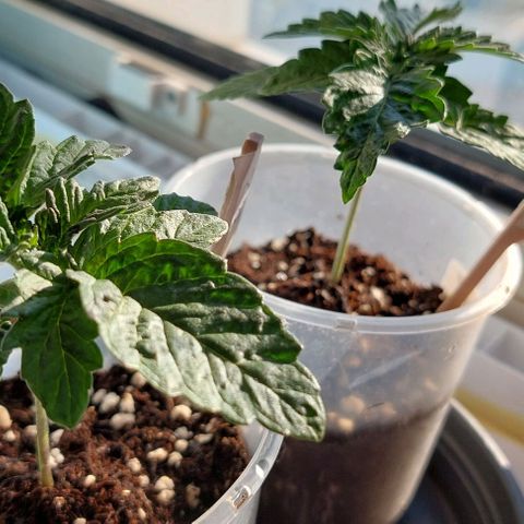 Cali (von privat,Strain unbekannt)-[first grow] growlog timeline photo