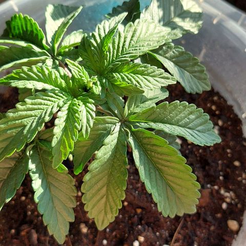 Cali (von privat,Strain unbekannt)-[first grow] growlog timeline photo
