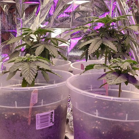 Cali (von privat,Strain unbekannt)-[first grow] growlog timeline photo
