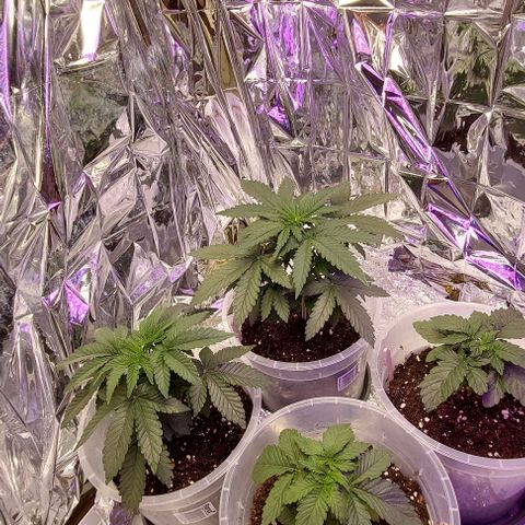 Cali (von privat,Strain unbekannt)-[first grow] growlog timeline photo